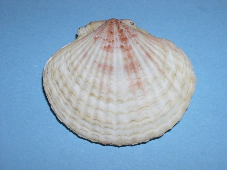 Chlamys opercularis adouini